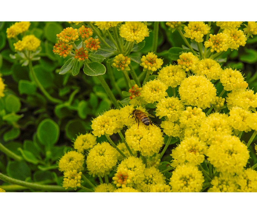 Kannah Creek Buckwheat